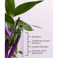 Fitglow Plant Protein Brow Gel - Clear (4g)